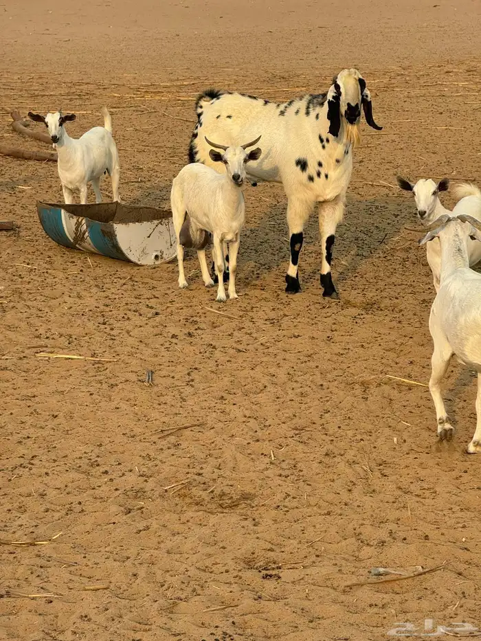 تيس مشروع فحل( تم البيع خارج الموقع) 2