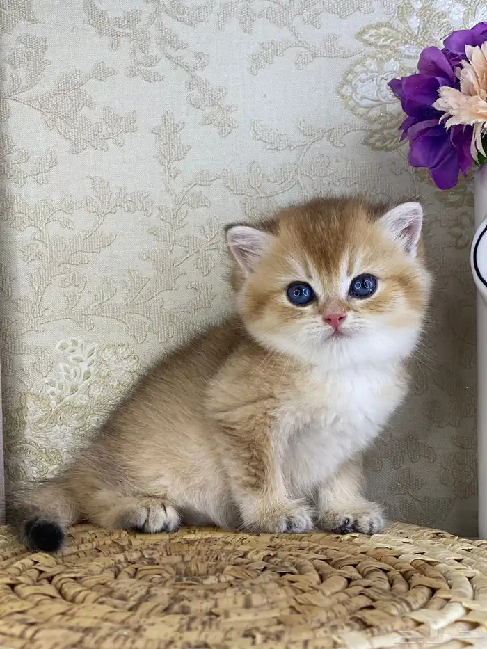 قطط برتش كيتن قطه قطوه قط سكوتش فولد قولد سكوتش ستريت cat 9