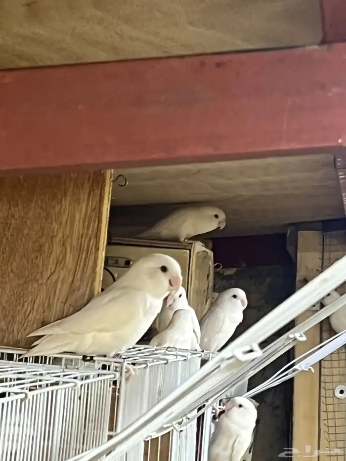 روز البينو 5