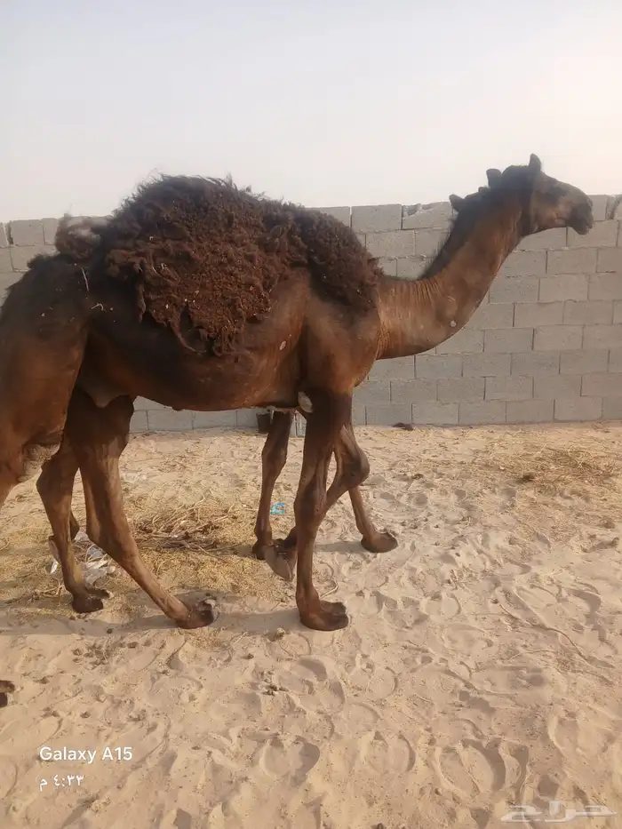للبيع قعدان 2 1
