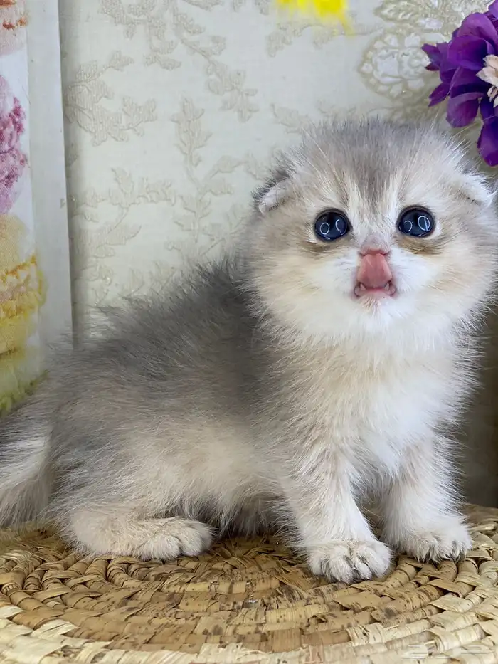 قطط برتش كيتن قطه قطوه قط سكوتش فولد قولد سكوتش ستريت cat 3