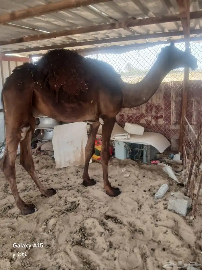 للبيع قعدان 2 4