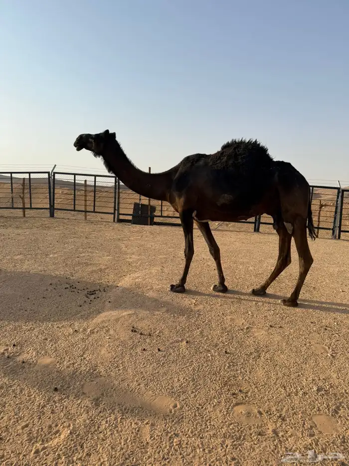 مجهم ضروبه 1