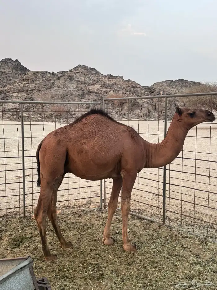 قعود مشروع فحل 0