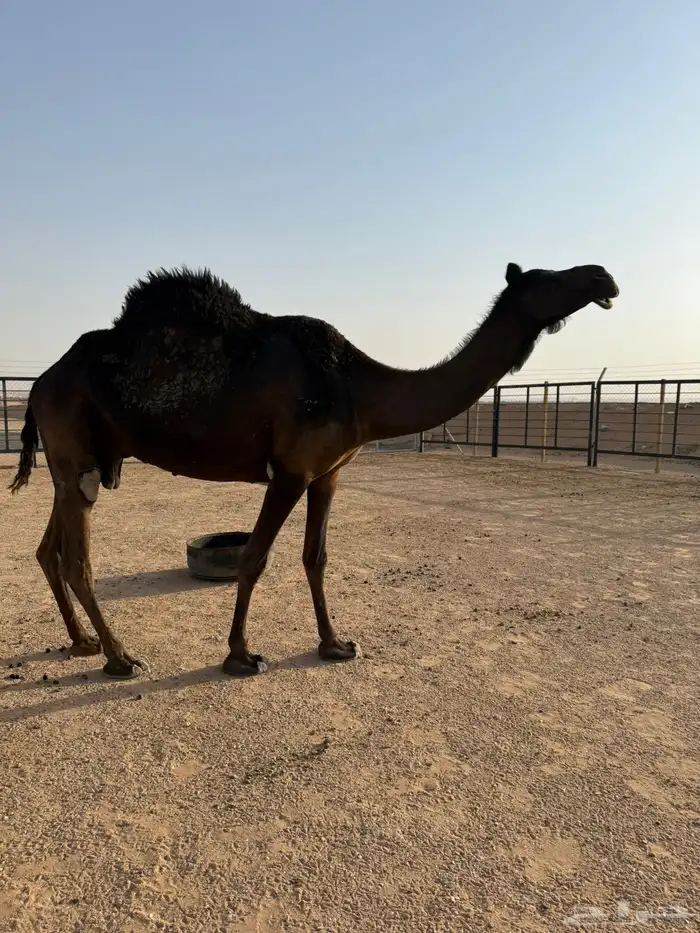 مجهم ضروبه 3