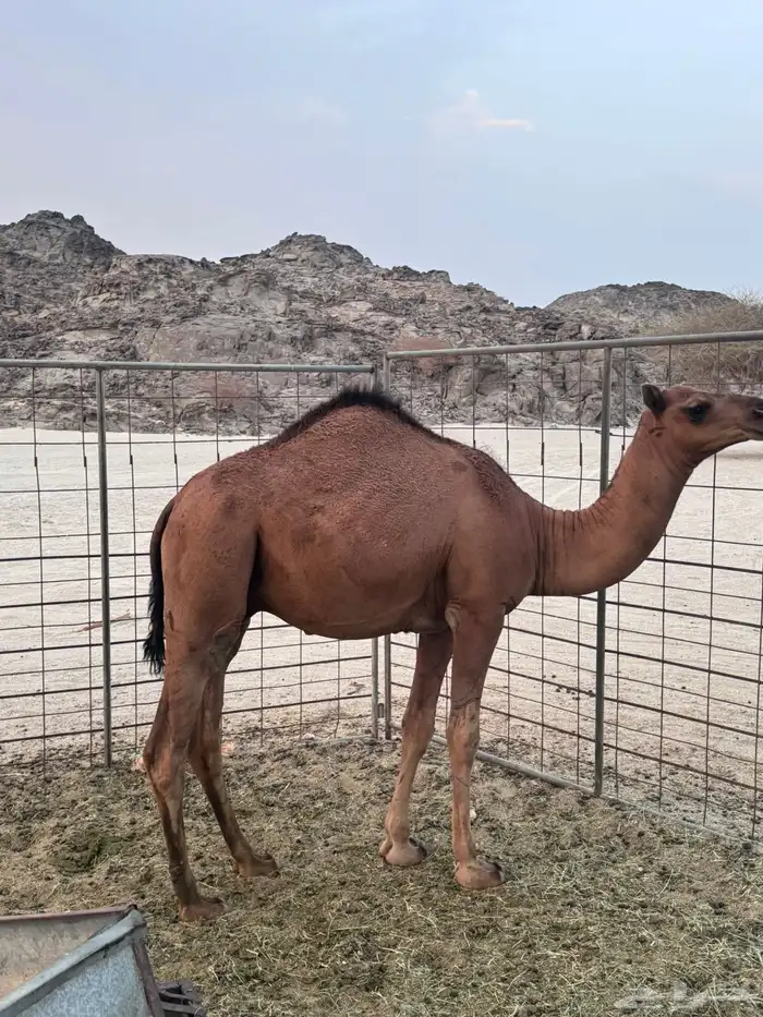 قعود مشروع فحل 1