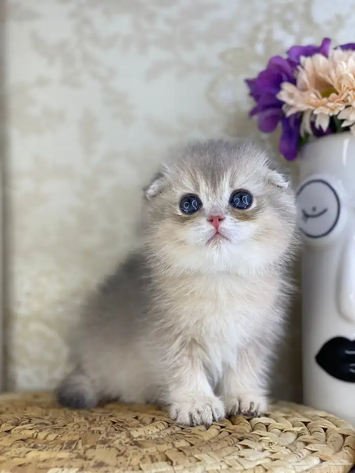 قطط برتش كيتن قطه قطوه قط سكوتش فولد قولد سكوتش ستريت cat 2