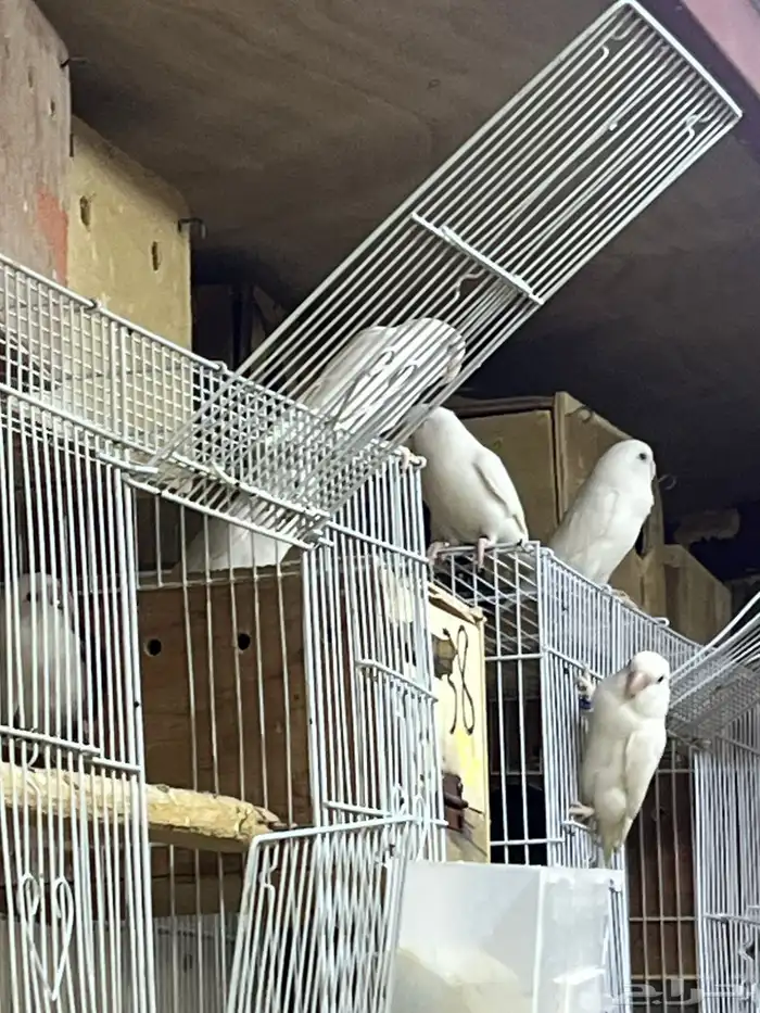 روز البينو 1