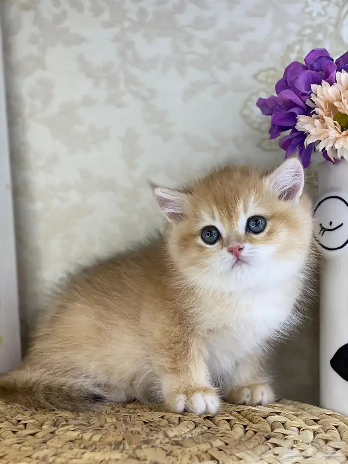 قطط برتش كيتن قطه قطوه قط سكوتش فولد قولد سكوتش ستريت cat 11