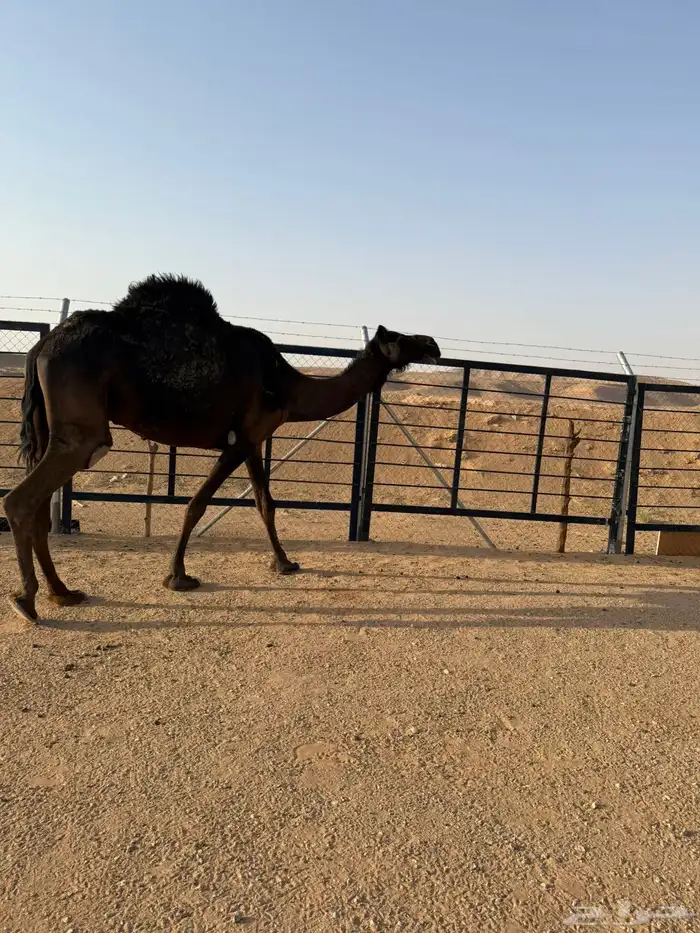 مجهم ضروبه 7