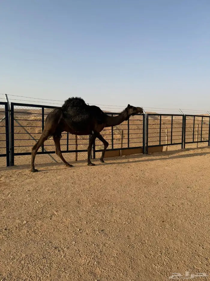 مجهم ضروبه 6