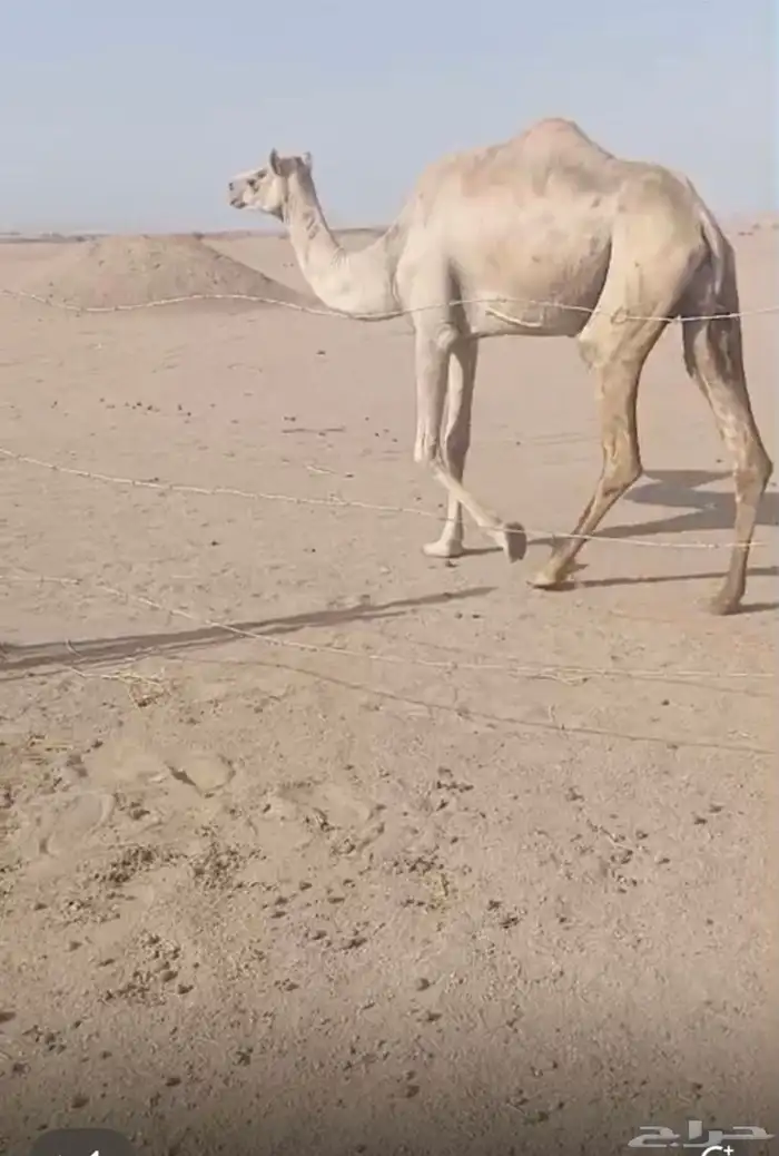 ناقه حائل مسوح 0