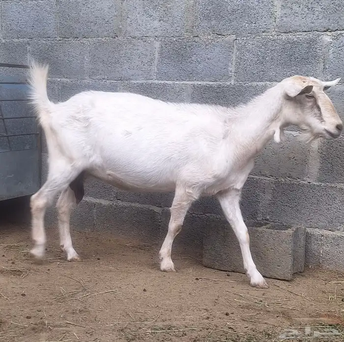 ماعز سانين 2