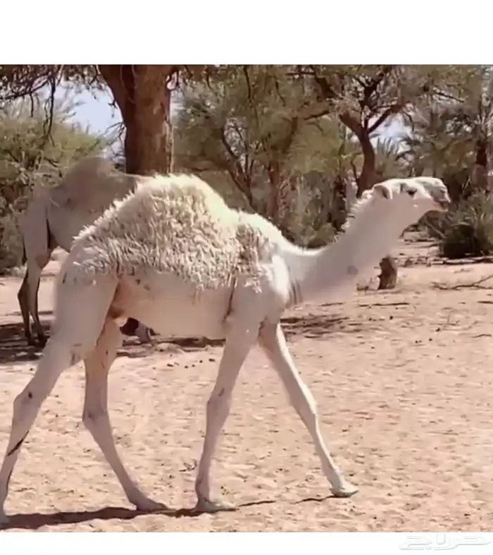 قعود فحل طيب مره حيسوني 0