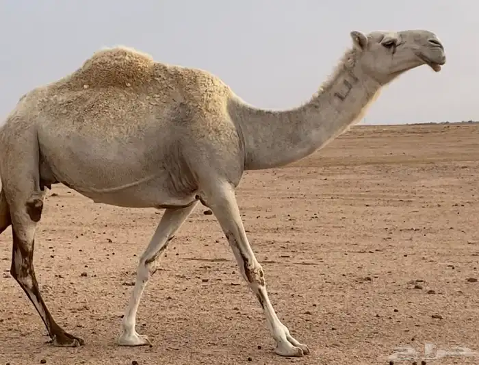 قعود فحل طيب مره حيسوني 3