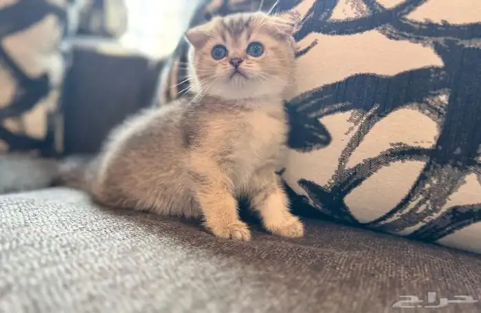 كيتن سكوتش بيور للبيع 1