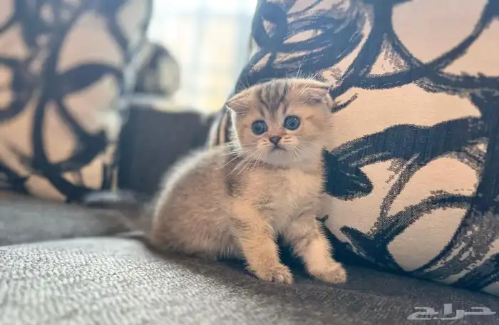 كيتن سكوتش بيور للبيع 3