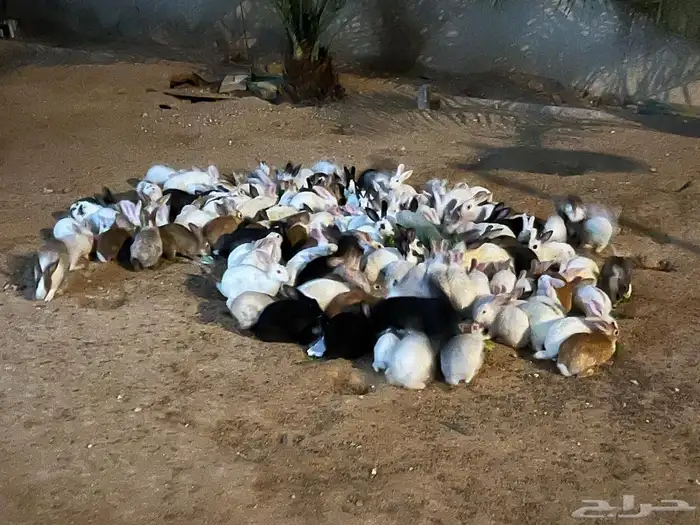 للبيع ارانب 0