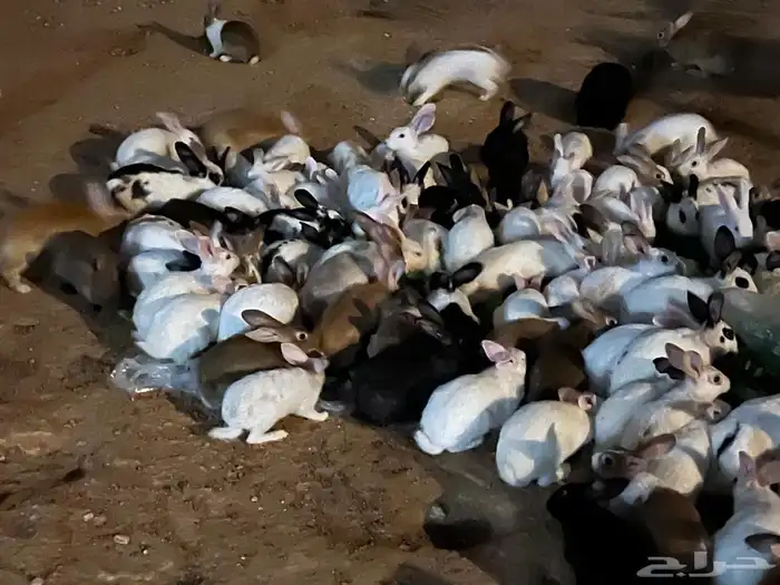 للبيع ارانب 1