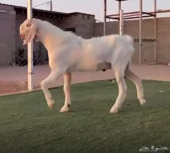 تيس مصري خصصصم 0