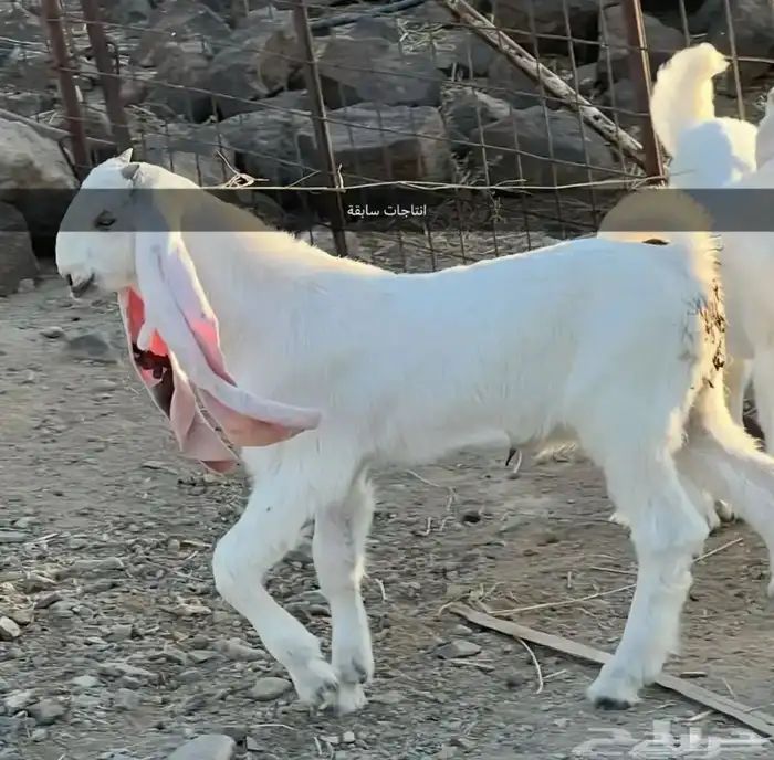 معزا هولنديه مضاريع بفحلها 7