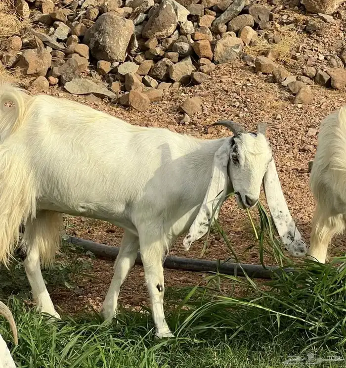 معزا هولنديه مضاريع بفحلها 3