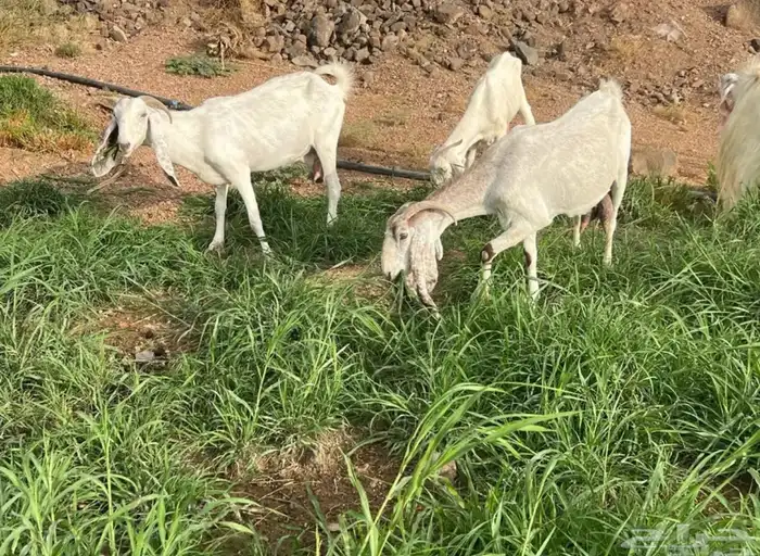 معزا هولنديه مضاريع بفحلها 6
