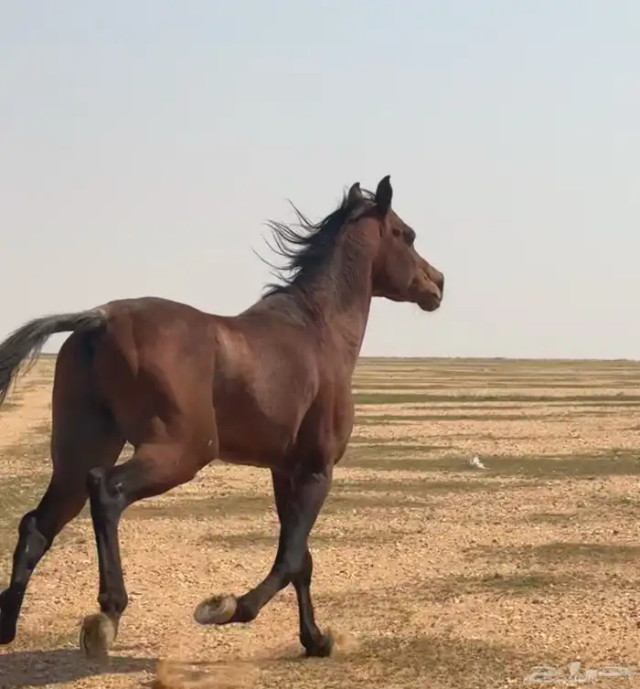 خيل مفقود من امس 0