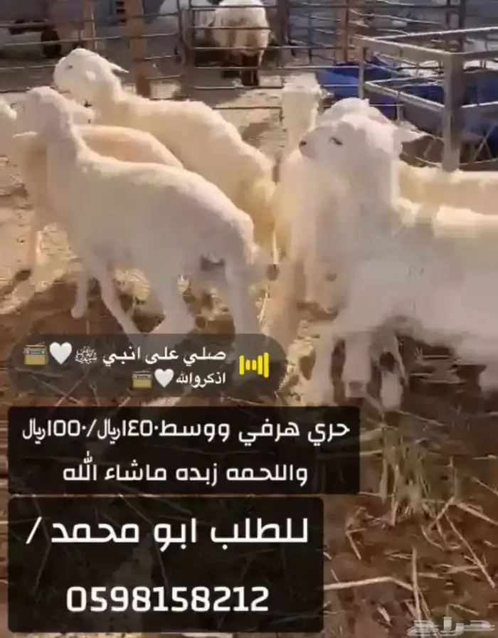 ذبائح طيبه ولله الحمد عندنا نعيم وحريات ونجد وتيوس 2