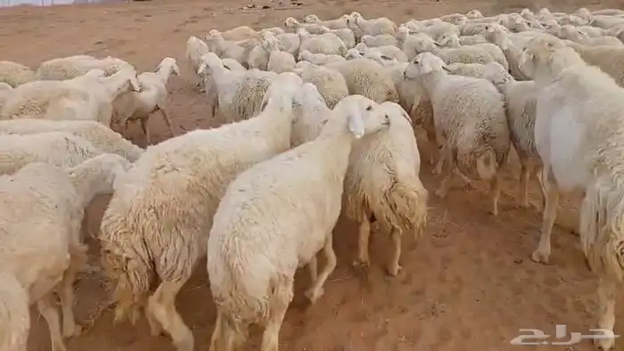 غنم حرش حريات للبيع 6