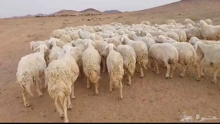 غنم حرش حريات للبيع 0