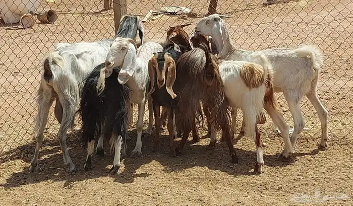 بيعن الله يبارك له معزا مضاريع فحص سونار 6