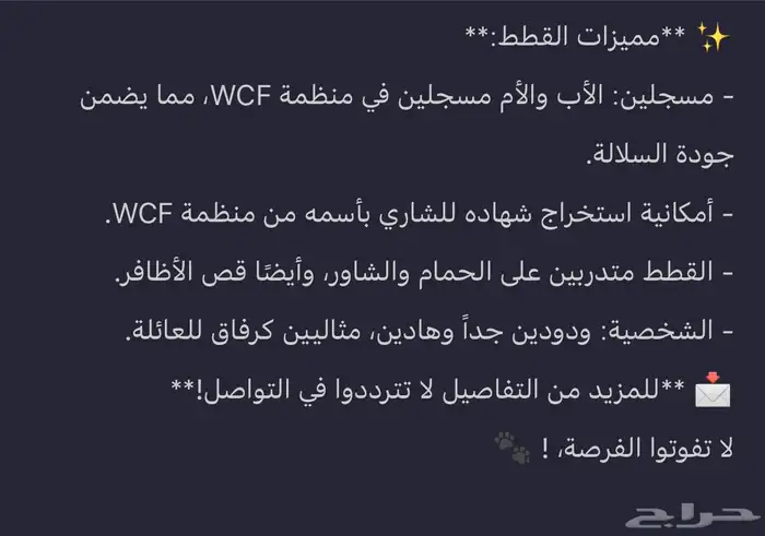 قطط سكوتش فلود 4