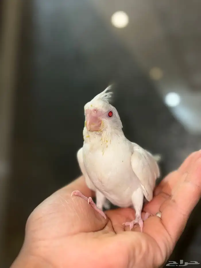 فرخ كروان البينو (تم البيع) 1