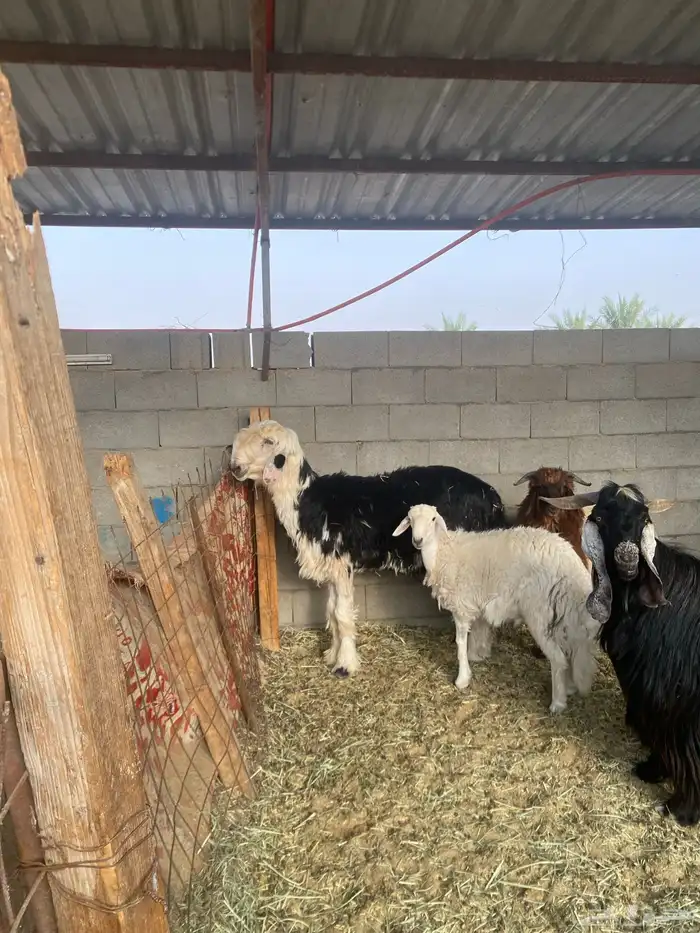 خروف نجدي توه ثنى و تيوس عوارض و خروف حري 8