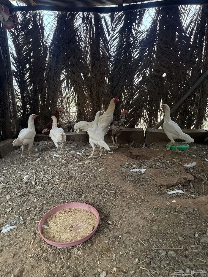دجاج باكستاني 0