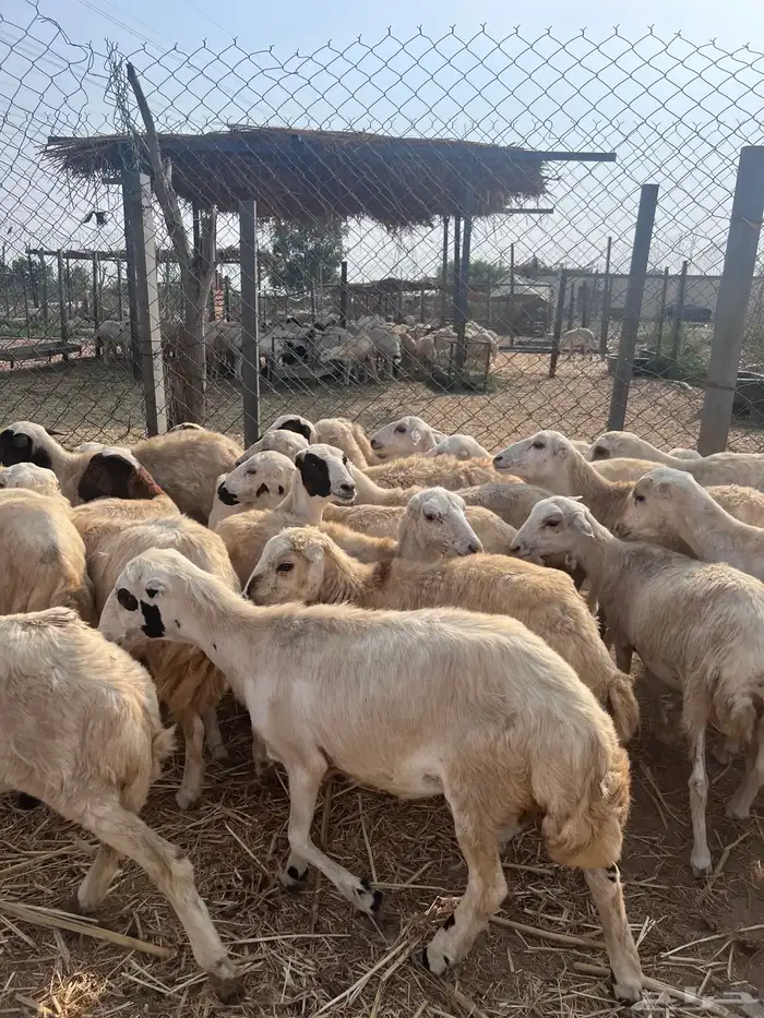 رخال رفيدي من 650 1