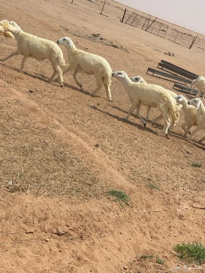 خرفان طيبه للمناسبات والحفلات والمنادي 11