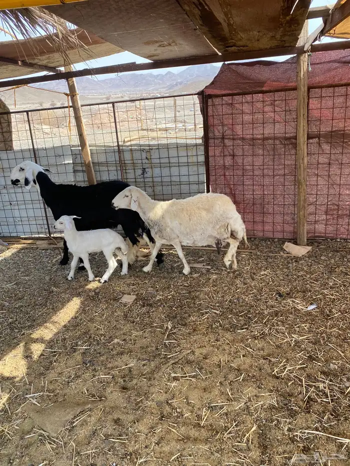 نعجه والد ورخل نجديه 4