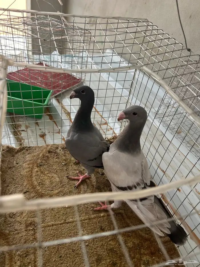 حمام طبه هومر 0