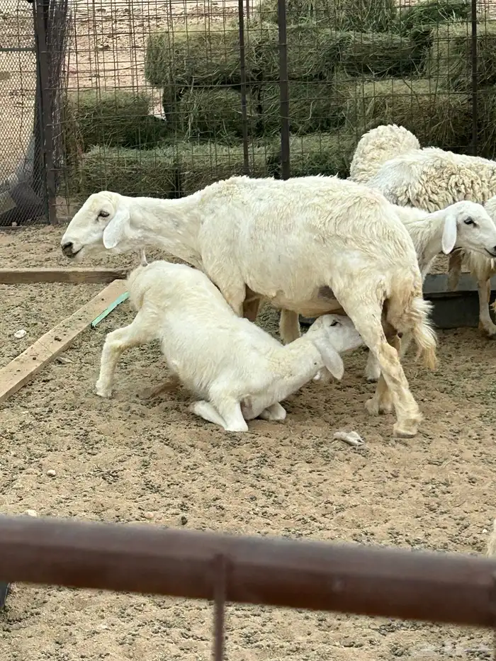شاه حريه والد 5