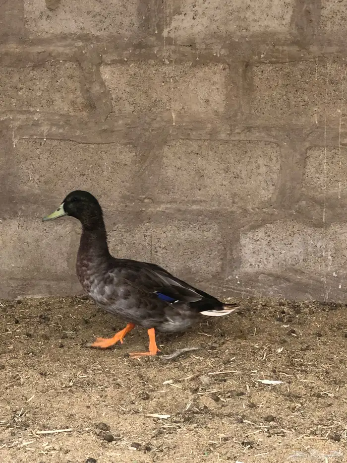 بط للبيع بري البيع لعلى سوم سليم 1