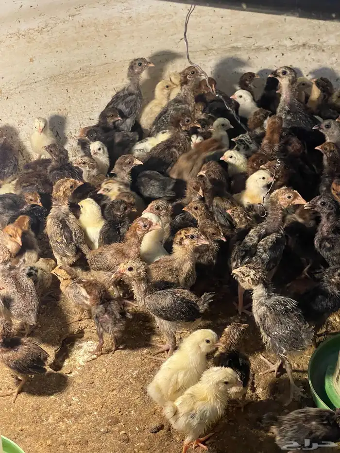 صيصان بلدي للبيع من ريال ونص 2