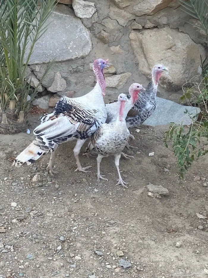 دجاج رومي للبيع 3