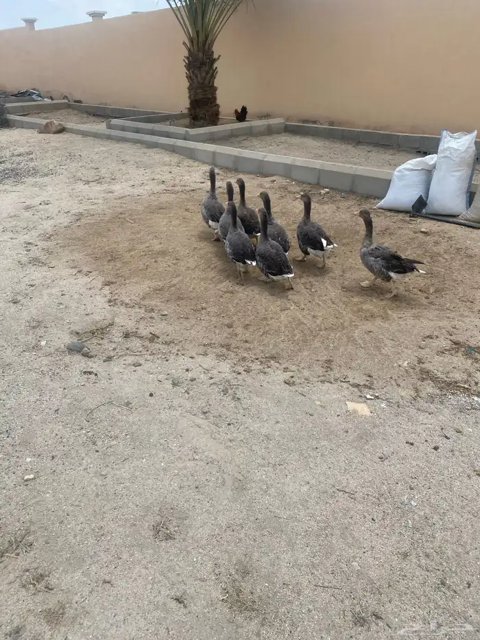 وز للبيع 4