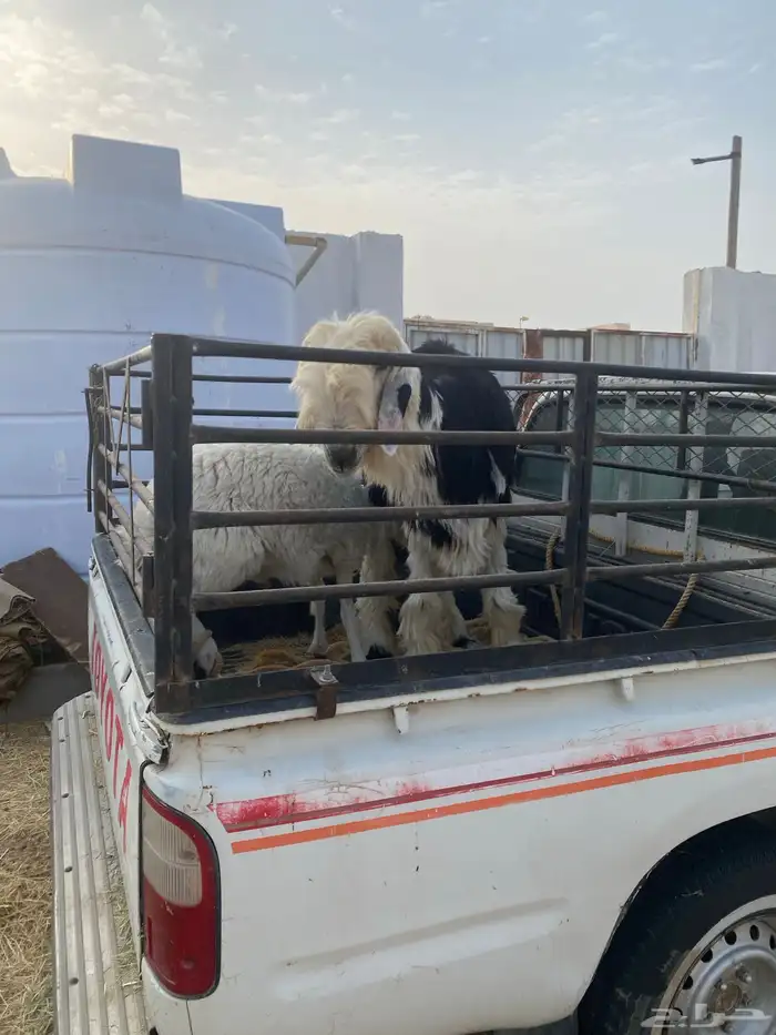 خروف نجدي توه ثنى و تيوس عوارض و خروف حري 14