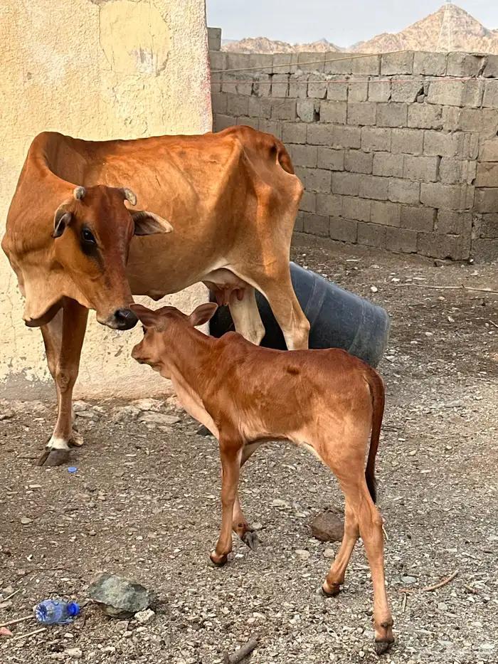بقر مناتيج 1