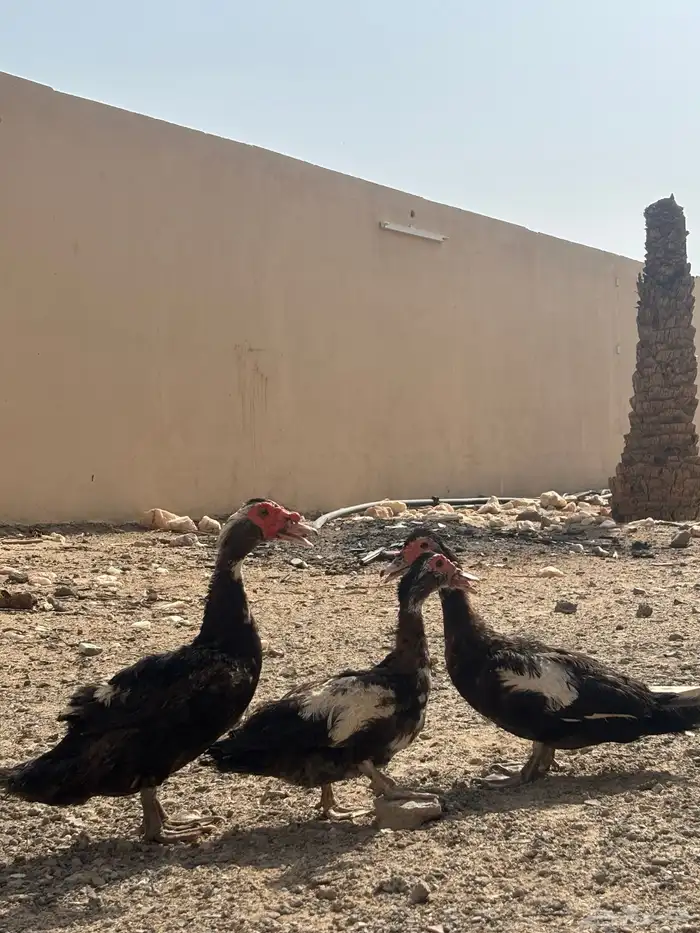 للبيع بط مسكوفي 0