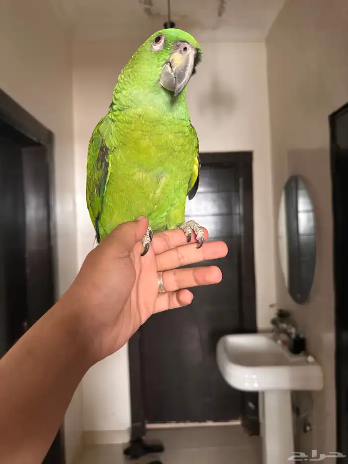 ببغاء يلوناب بيور تم البيع 5