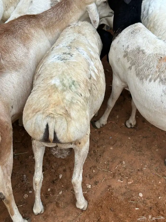 طليان برابر مرابي طب وتخير 3